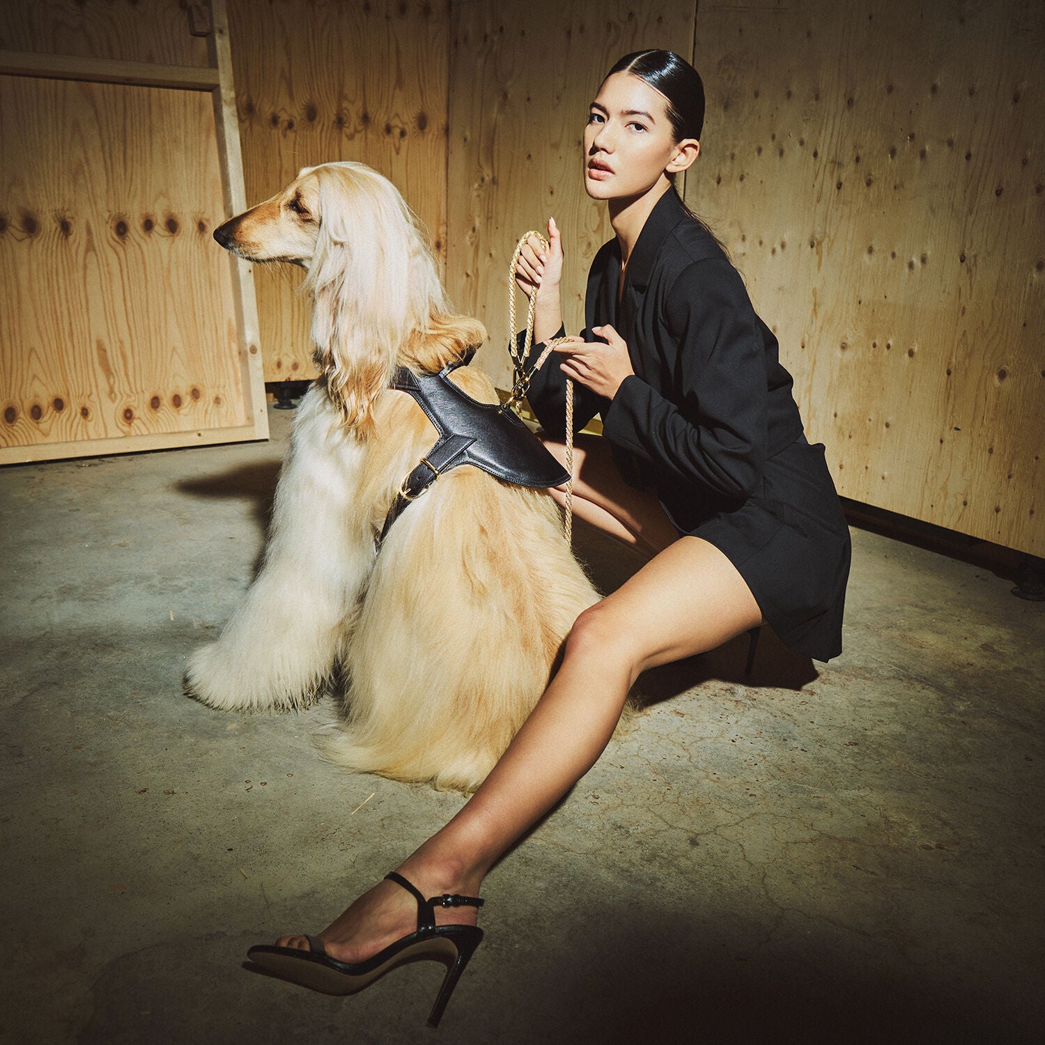 Luxury dog harness in black Saffiano leather with Gold