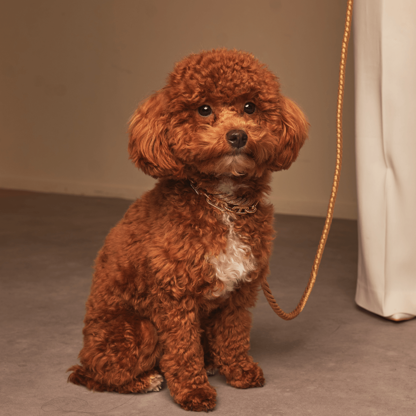 Meomari Cormani Dog Necklace Collar - Meomari