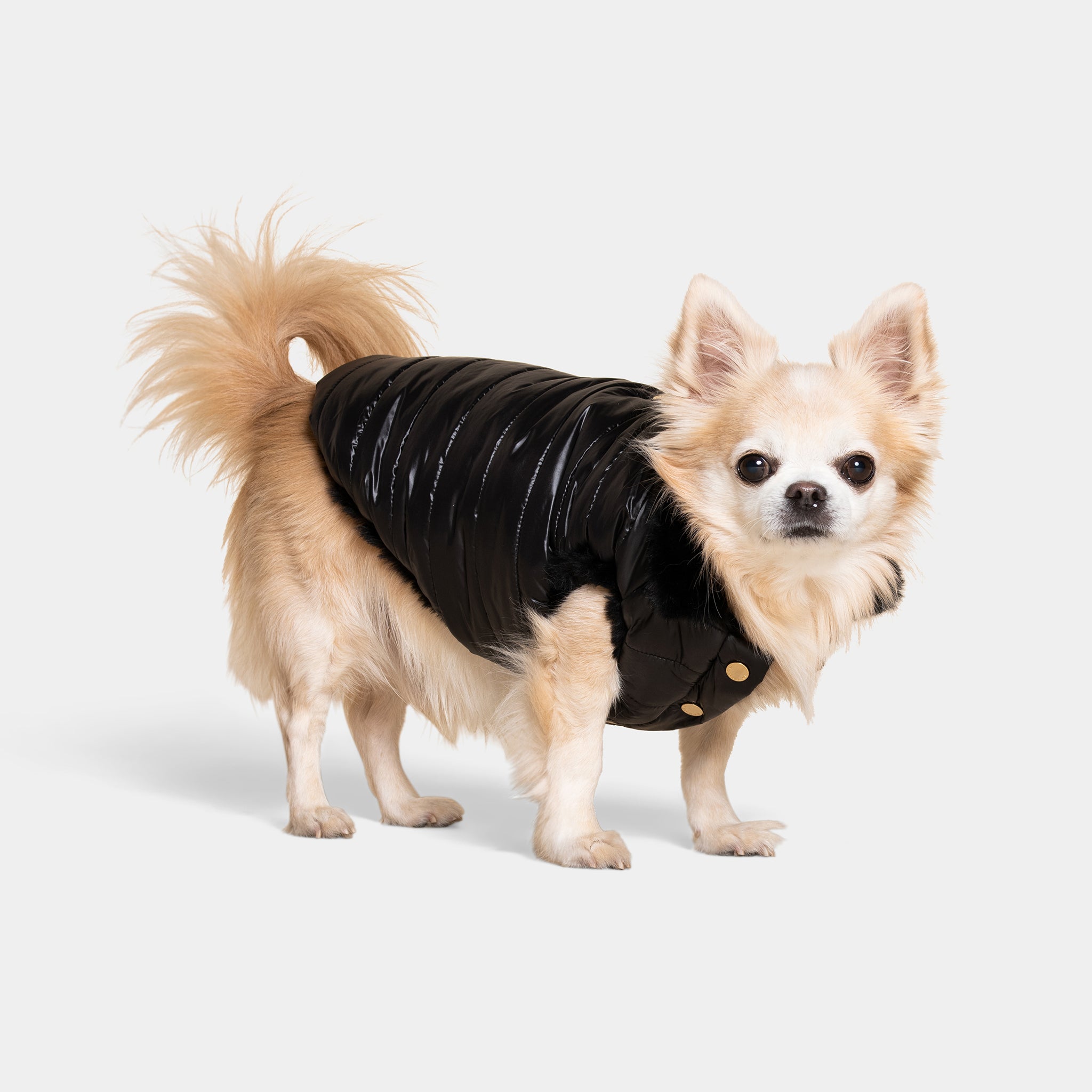 Meomari Cecchetti Dog Puffer Jacket - Meomari
