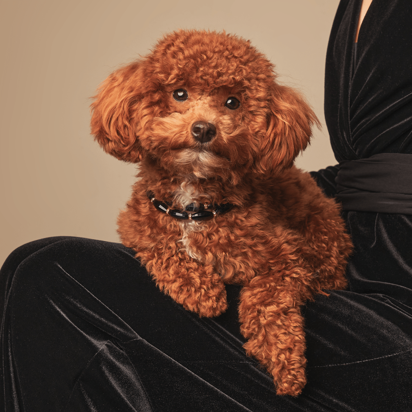 Meomari Cerrito Dog Necklace Collar - Meomari