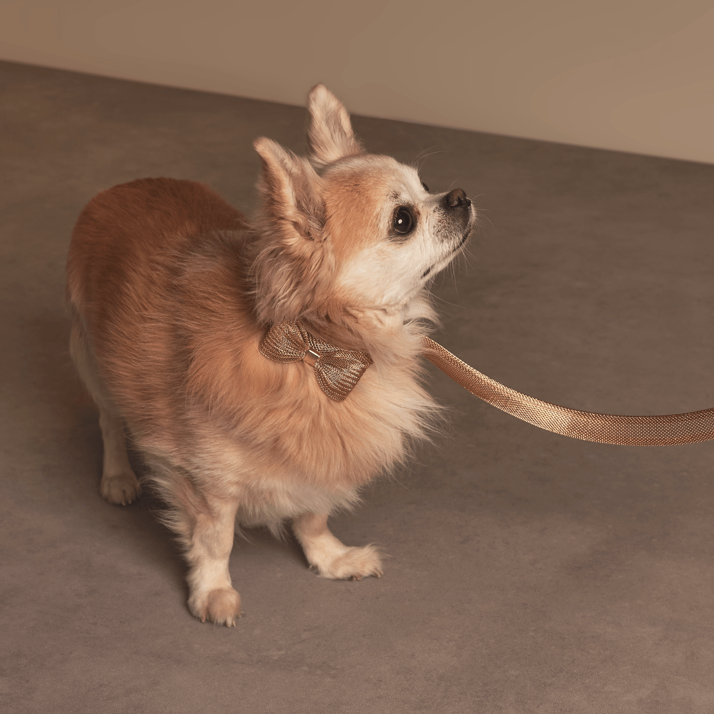 MEOMARI BANDETTINI GOLD TONE DOG COLLAR - Meomari