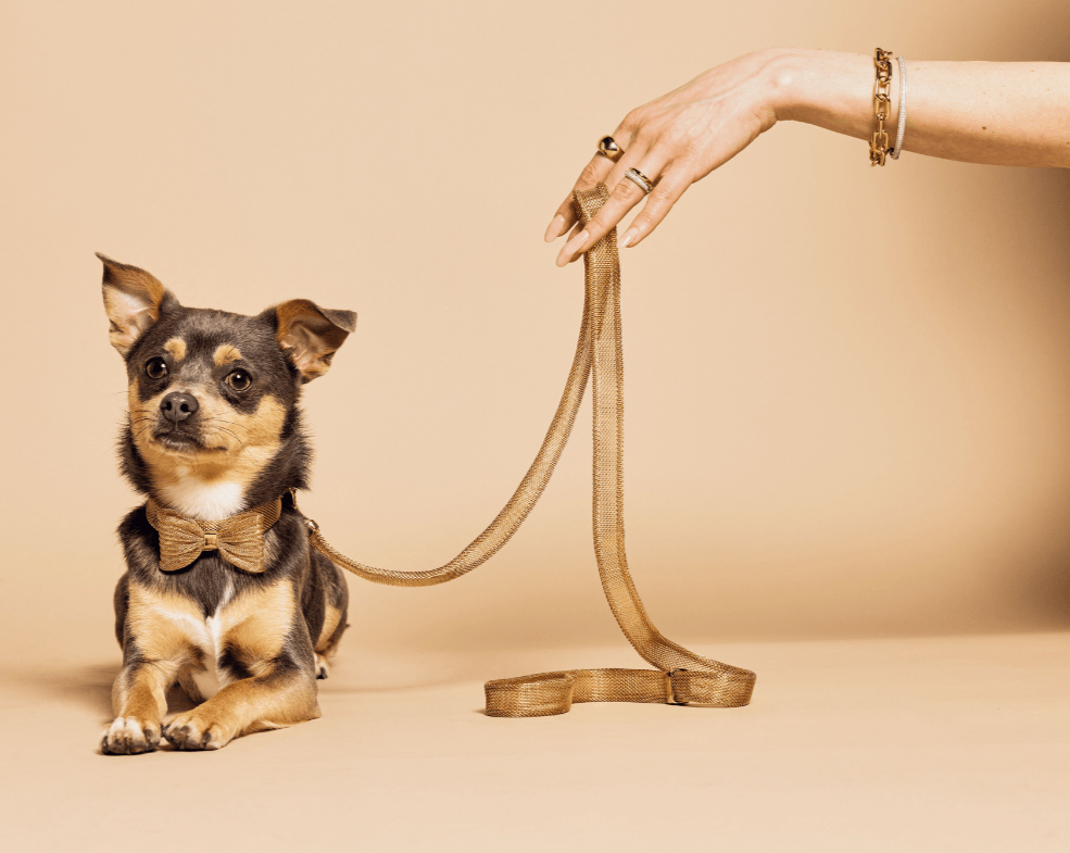 MEOMARI BANDETTINI GOLD TONE DOG LEASH - Meomari