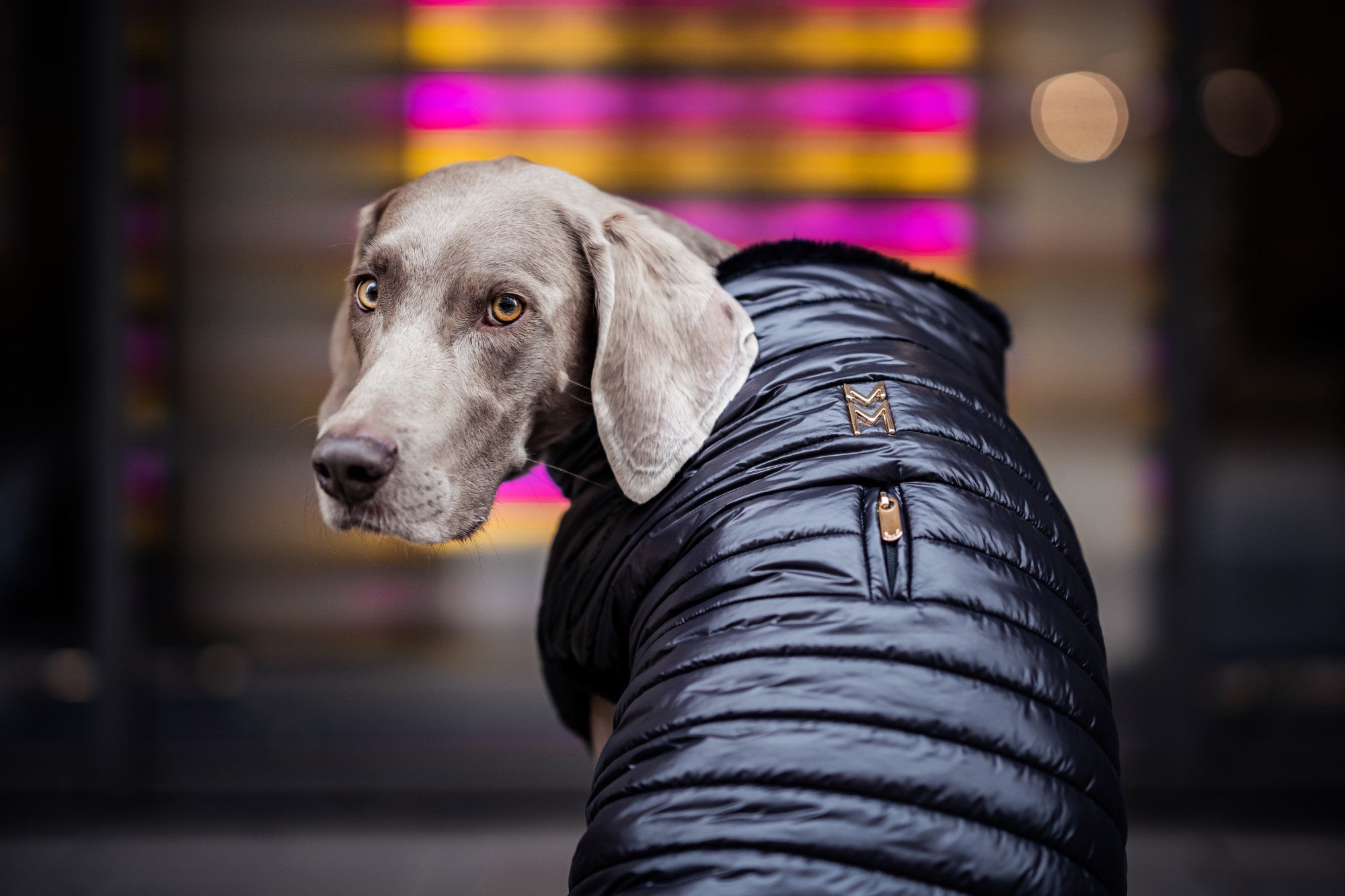 Meomari Cecchetti Dog Puffer Jacket - Meomari