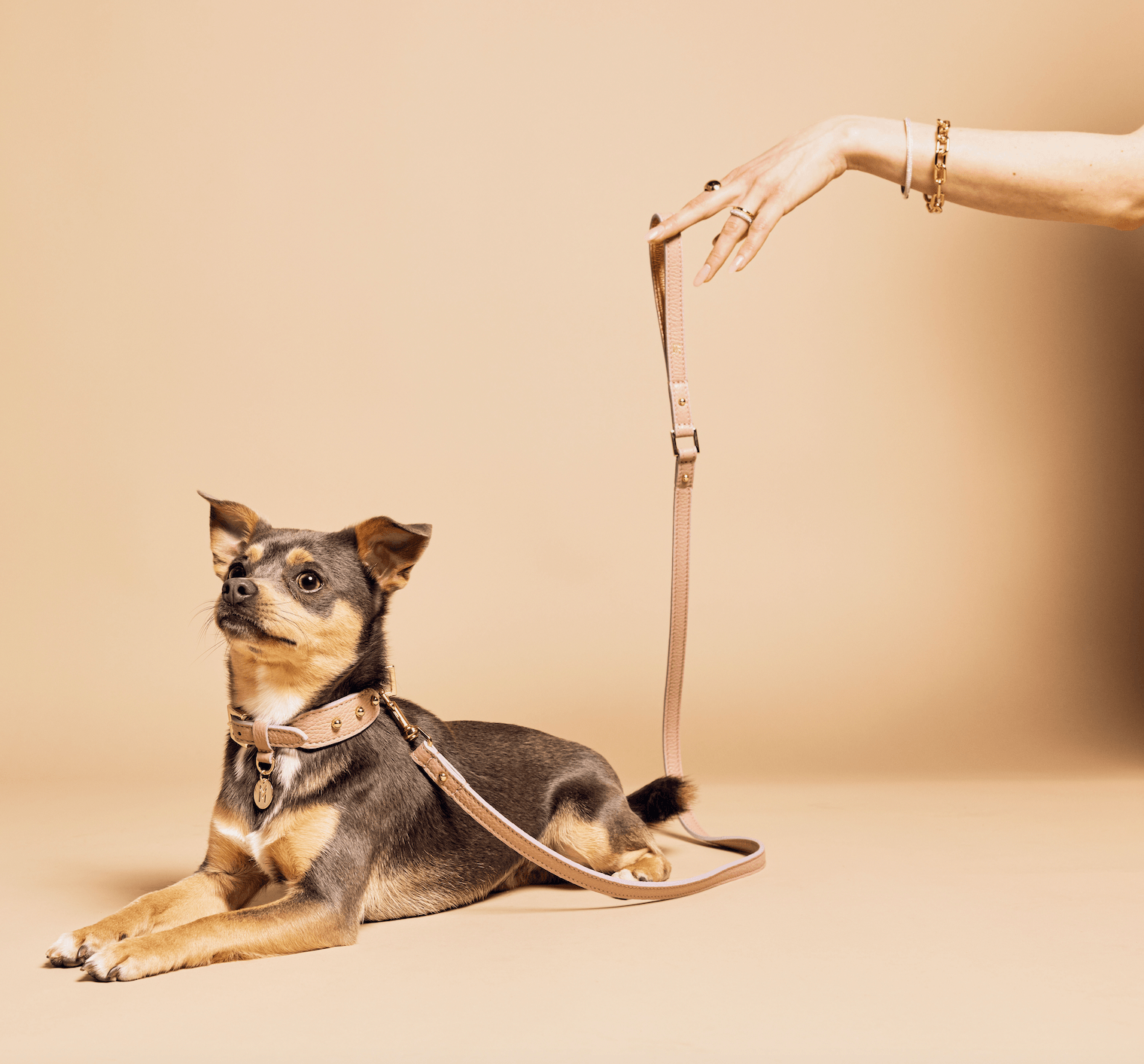 Meomari Taglioni dog collar small sizes - Meomari