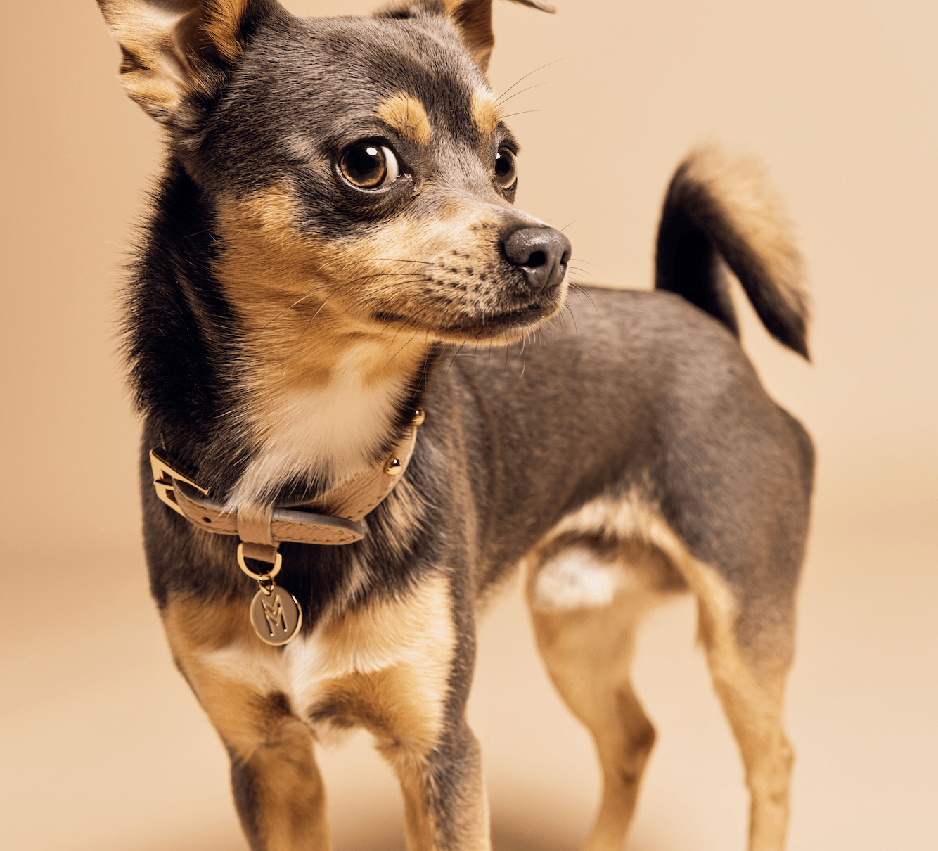 Meomari Taglioni dog collar small sizes - Meomari