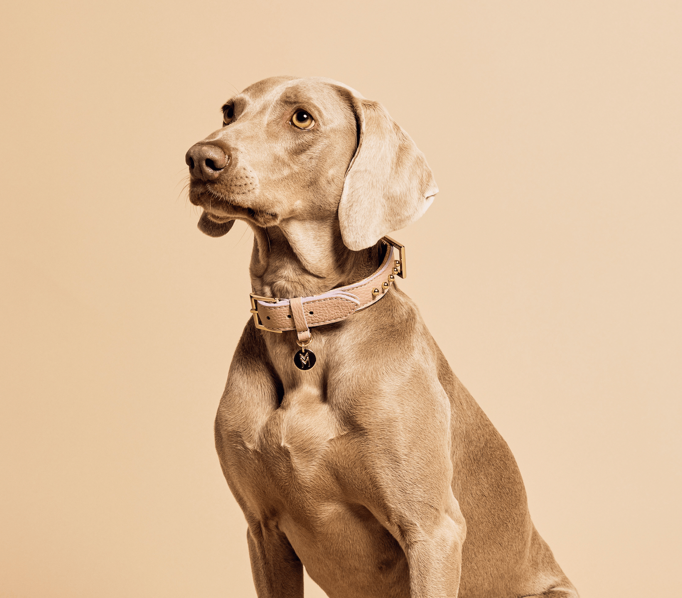 Meomari Taglioni dog collar large sizes - Meomari