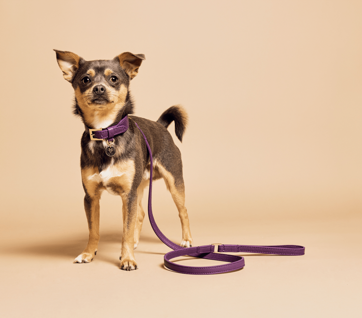 Meomari Da Piacenza dog collar small sizes - Meomari