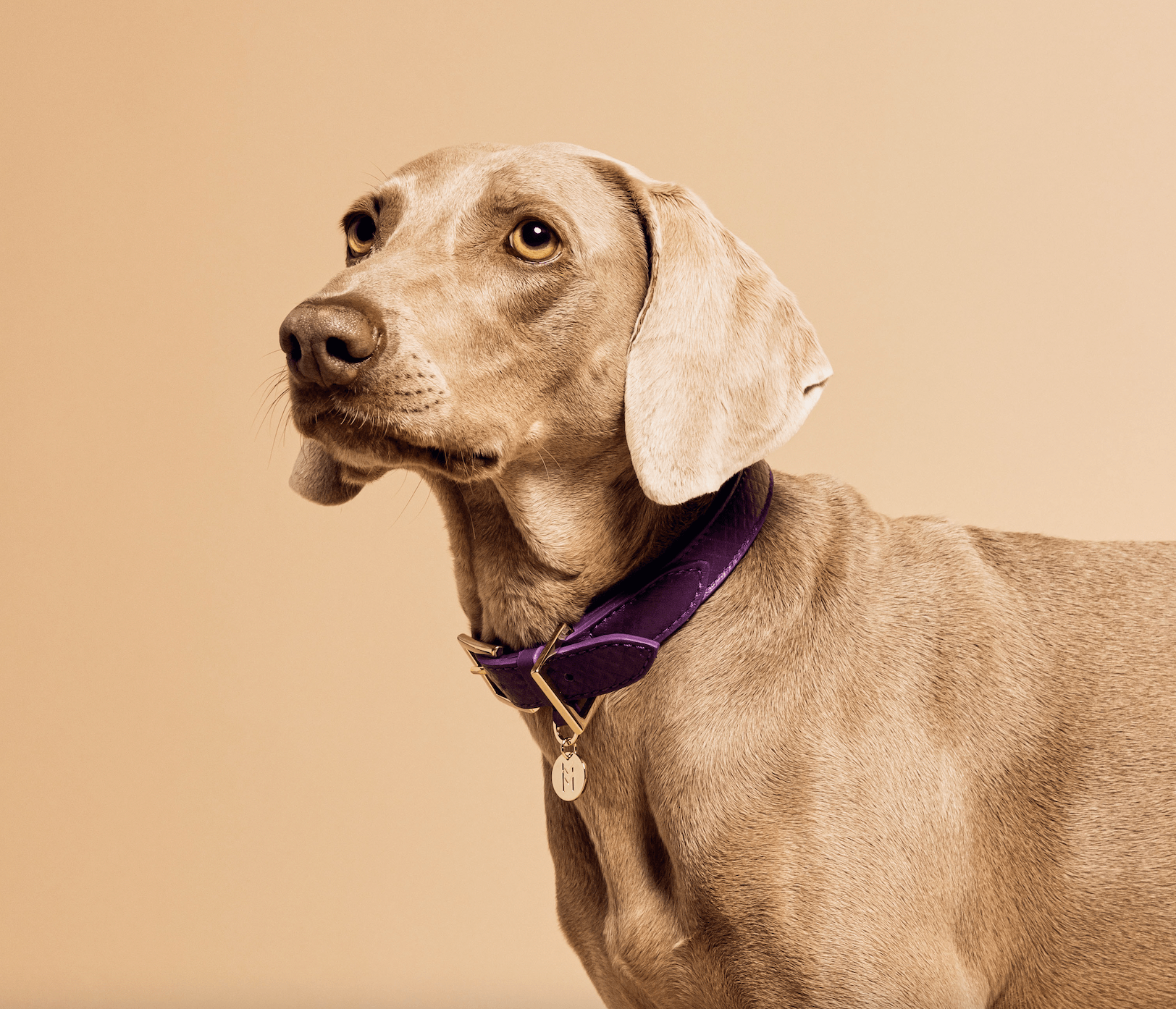 Meomari Da Piacenza Purple Dog collar large sizes - Meomari