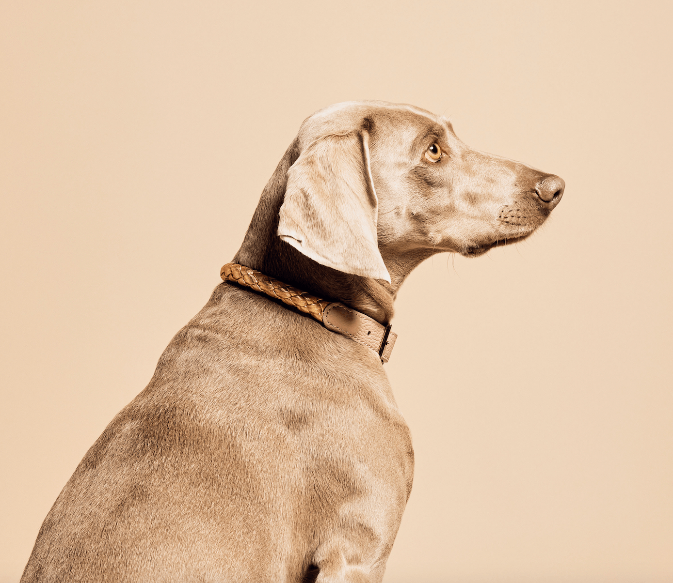 Meomari Fracci dog collar large sizes - Meomari