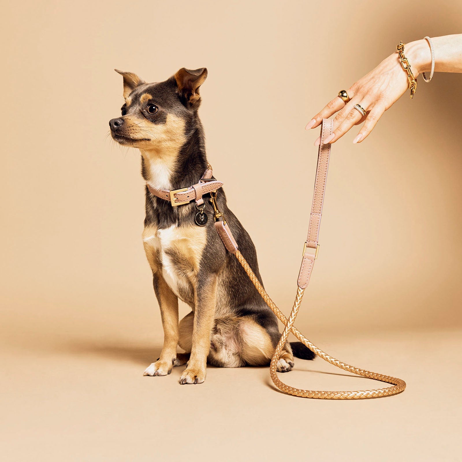 Meomari Fracci Dog Collar small sizes - Meomari