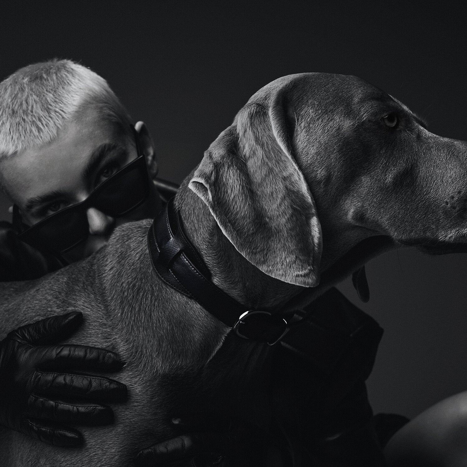 Luxury dog collar in black Saffiano leather with Palladium