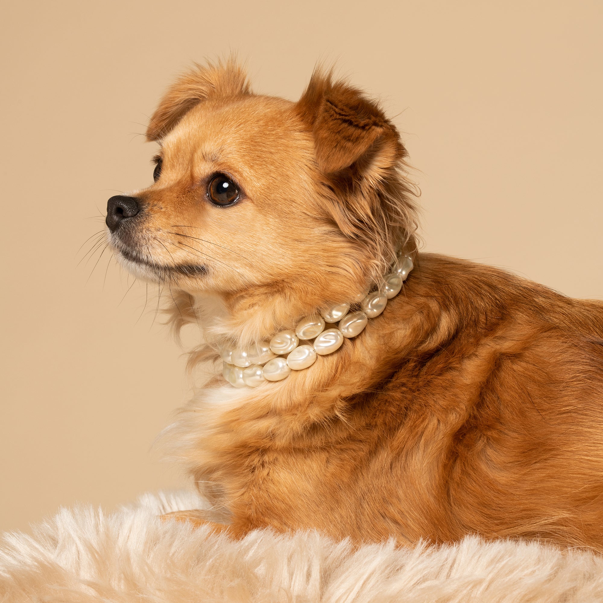 Meomari Scala Dog Necklace Collar - Meomari